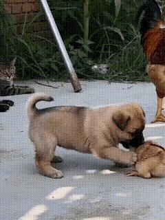 乡村小院名场面！小奶狗欺负小鸡反被公鸡教训，躲盆里保命笑翻人！谁能想到，乡