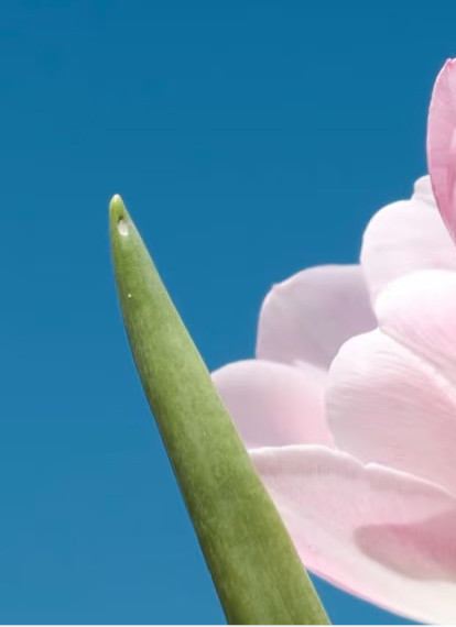 郁金香的种植方法郁金香喜冷凉，种球秋季栽种，疏松沙壤土最佳，覆土3-5厘米。