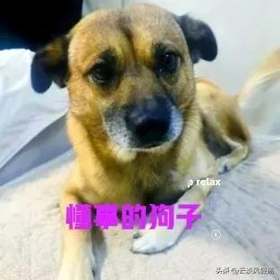 这是网友捡回来的流浪小土狗，当年还是只小奶狗。到家养了半年，网友就生病了，住院住