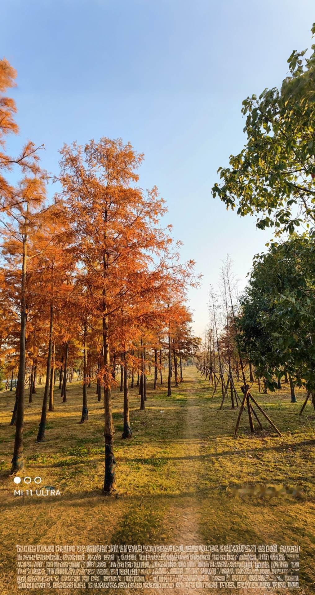 那年那月，那抺静谧秋色！AI扩图治愈系风景天然氧吧最美景色
