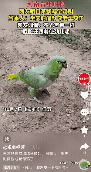​10月7日，江苏一网友带着自己家的鹦鹉，一同去老家乡下，没想到就半天时间，它竟