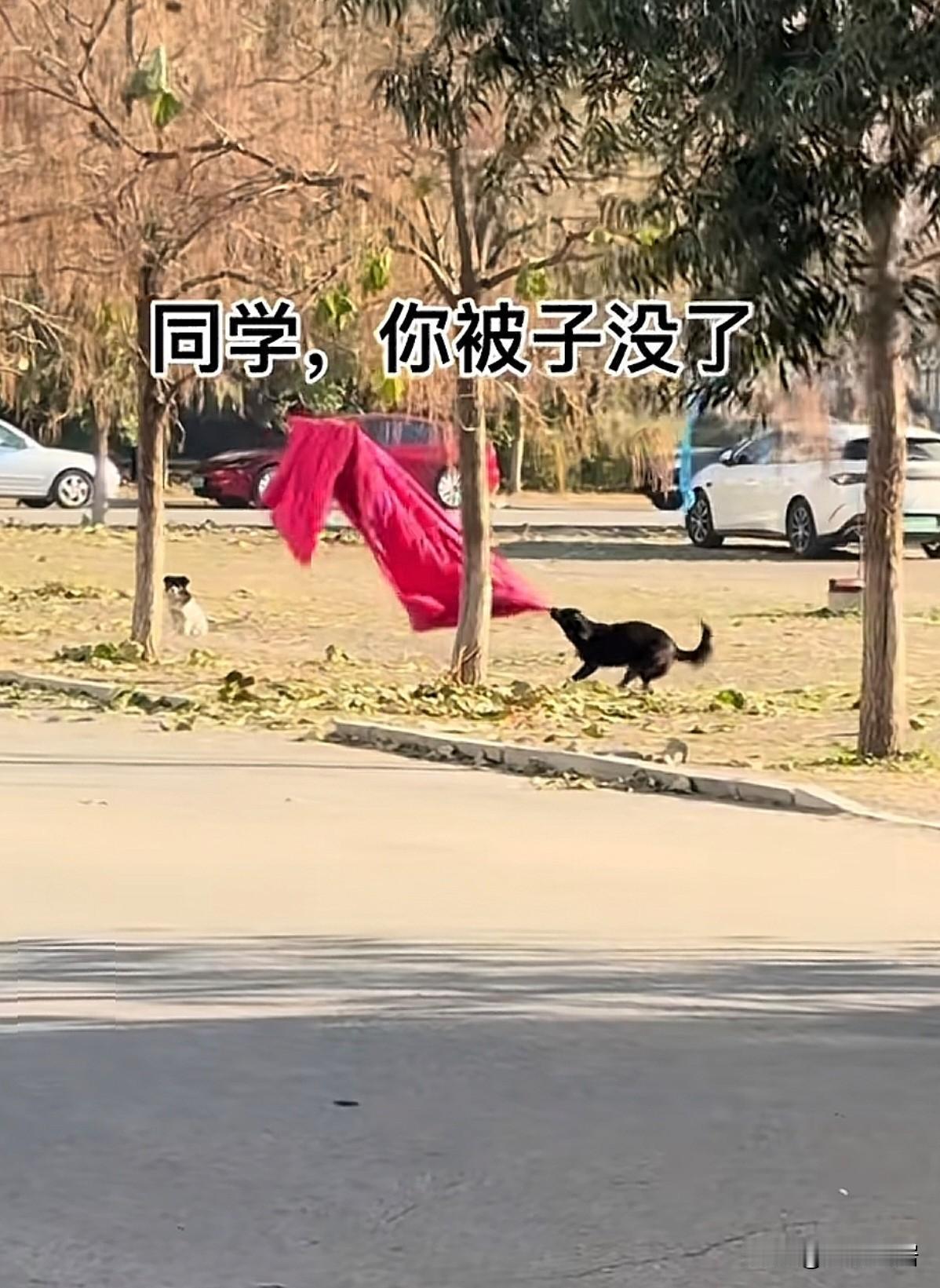 在大学校园晒的被子，有时候不见了。可能不是别人拿错了，而是被狗狗叼走了。别不信，