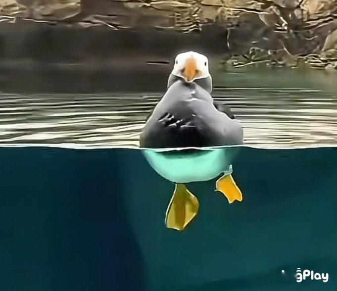 划水的簇羽海鹦​​​