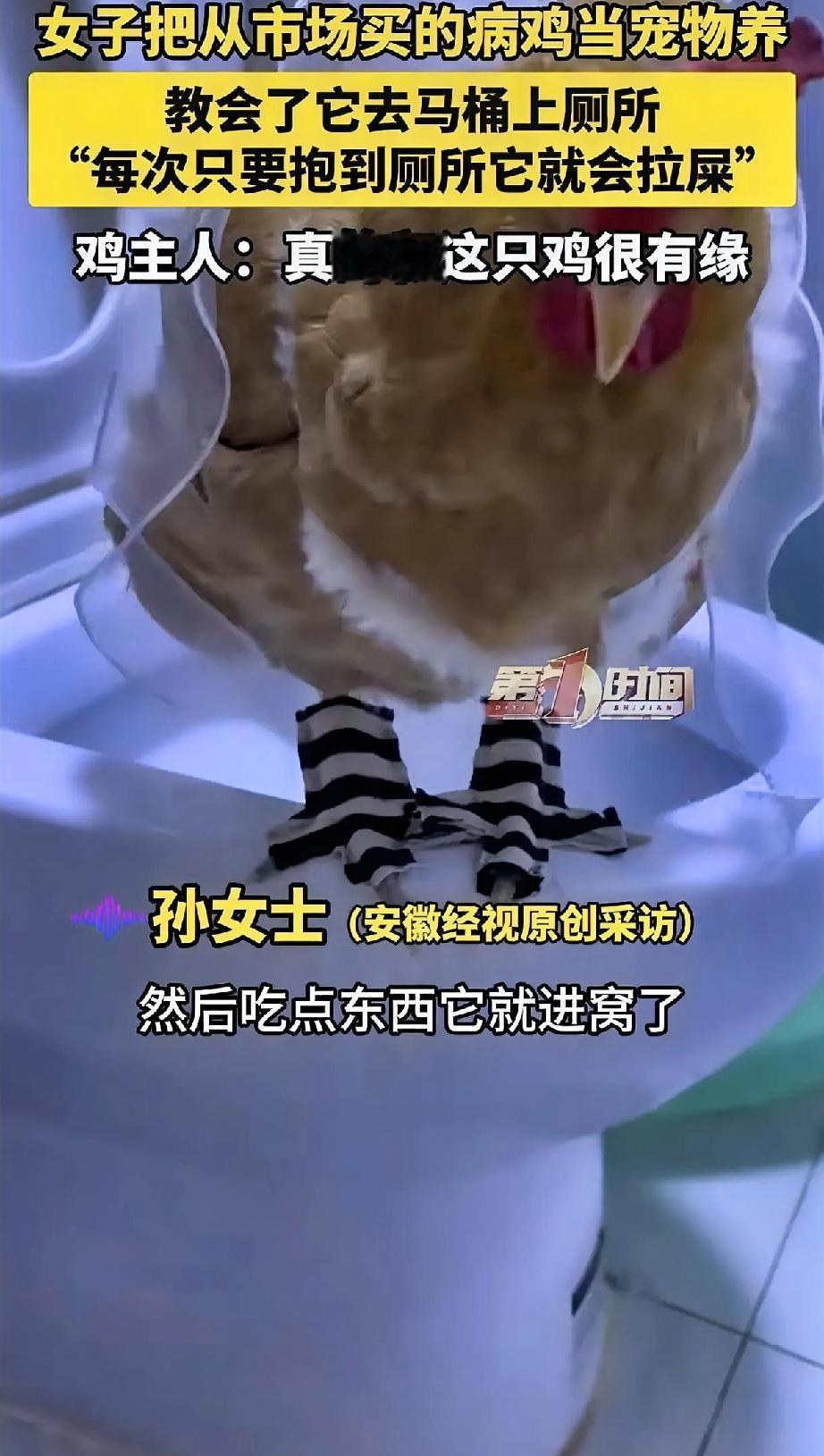 成精了！2月5日，江苏淮安，一女子从市场买了一只鸡回家准备杀了吃，到家后发现鸡有