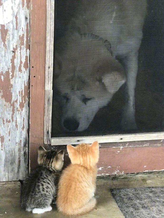 “嘘，别出声，只要我们小心翼翼，里面那只傻狗是不会发现的！