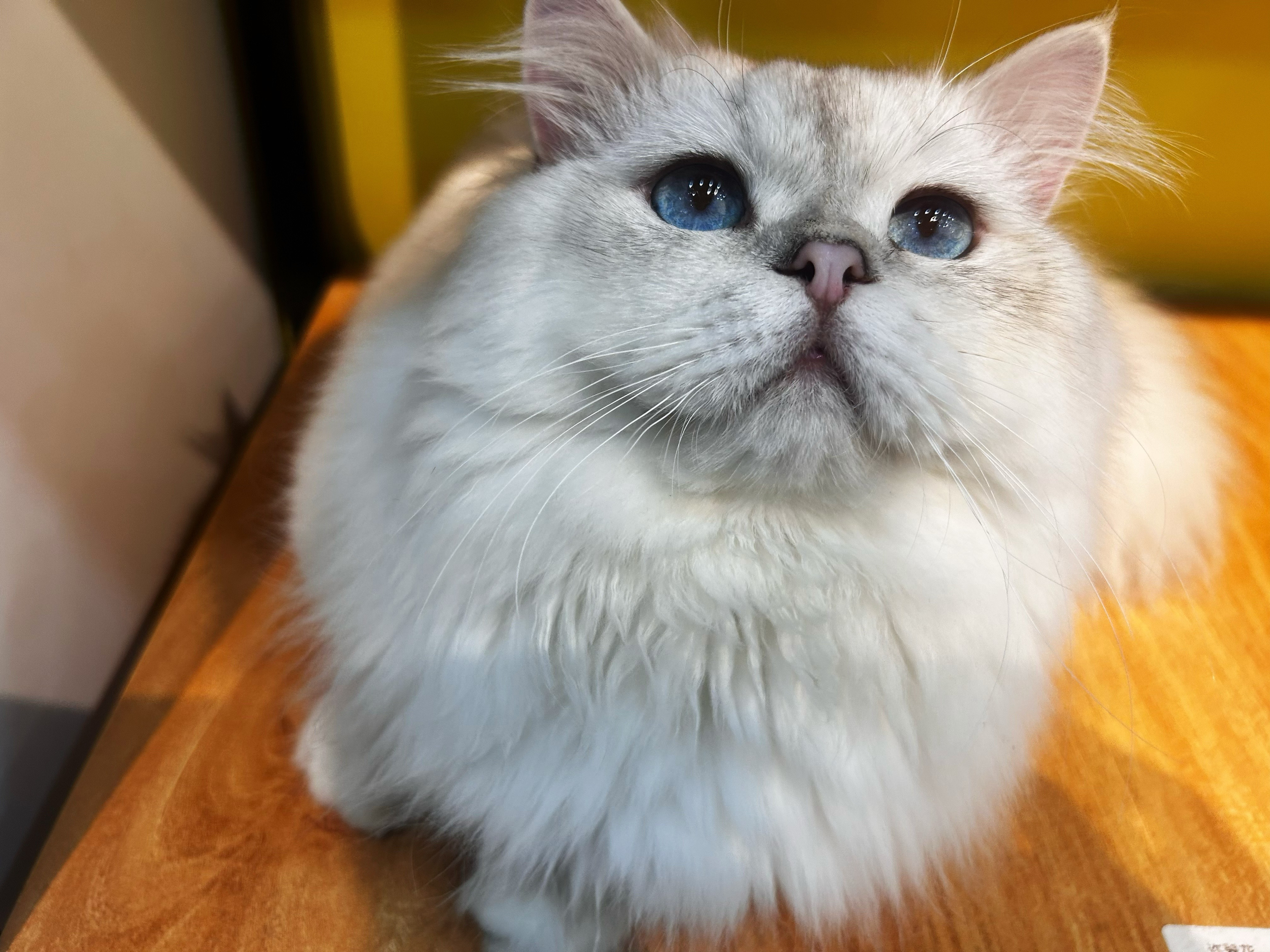 一只让人忍不住去看的小猫咪分享给大家，三过家门而入