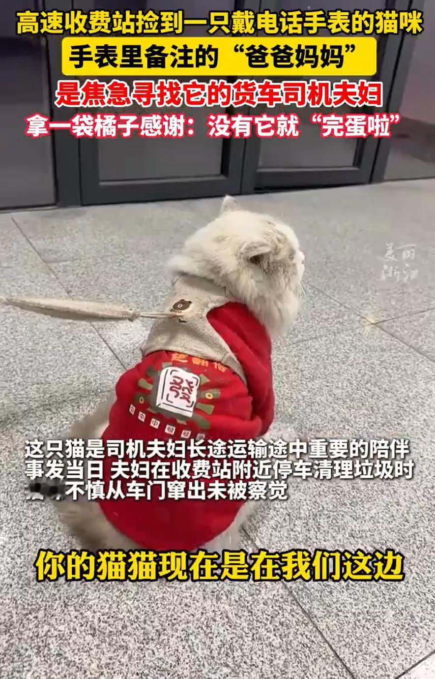 这是真有爱！浙江杭州，一名工作人员在检查收费站周边时，发现一只猫咪正蹲在角落里，