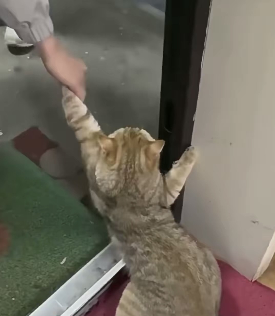 朋友想去楼下遛遛猫，结果这猫打死都不出门，总想着在家躺平，咋办
