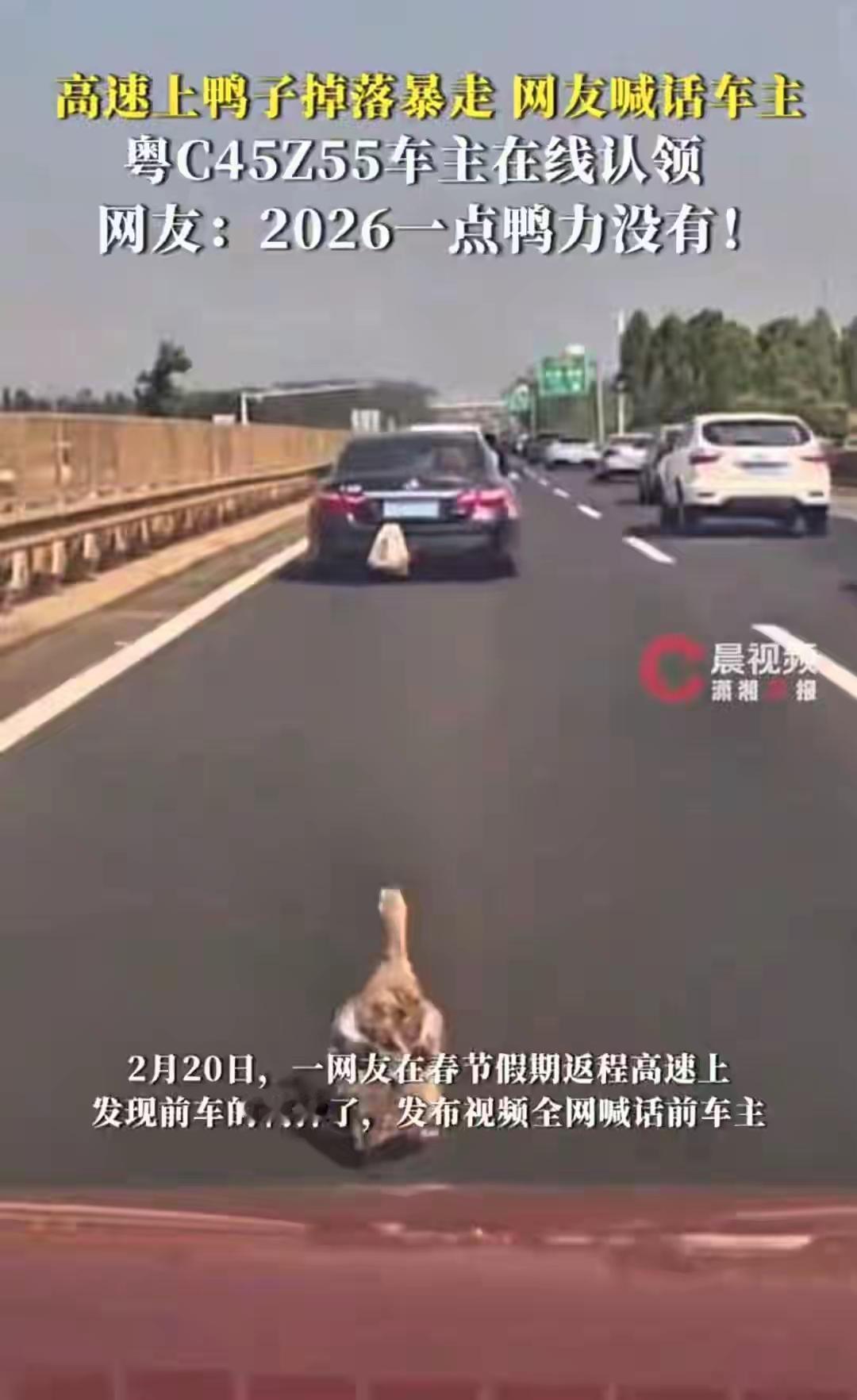 广西高速上演“老鸭汤惊魂记”：粤C女车主全网认领逃跑土鸭，57万网友笑出鹅叫！