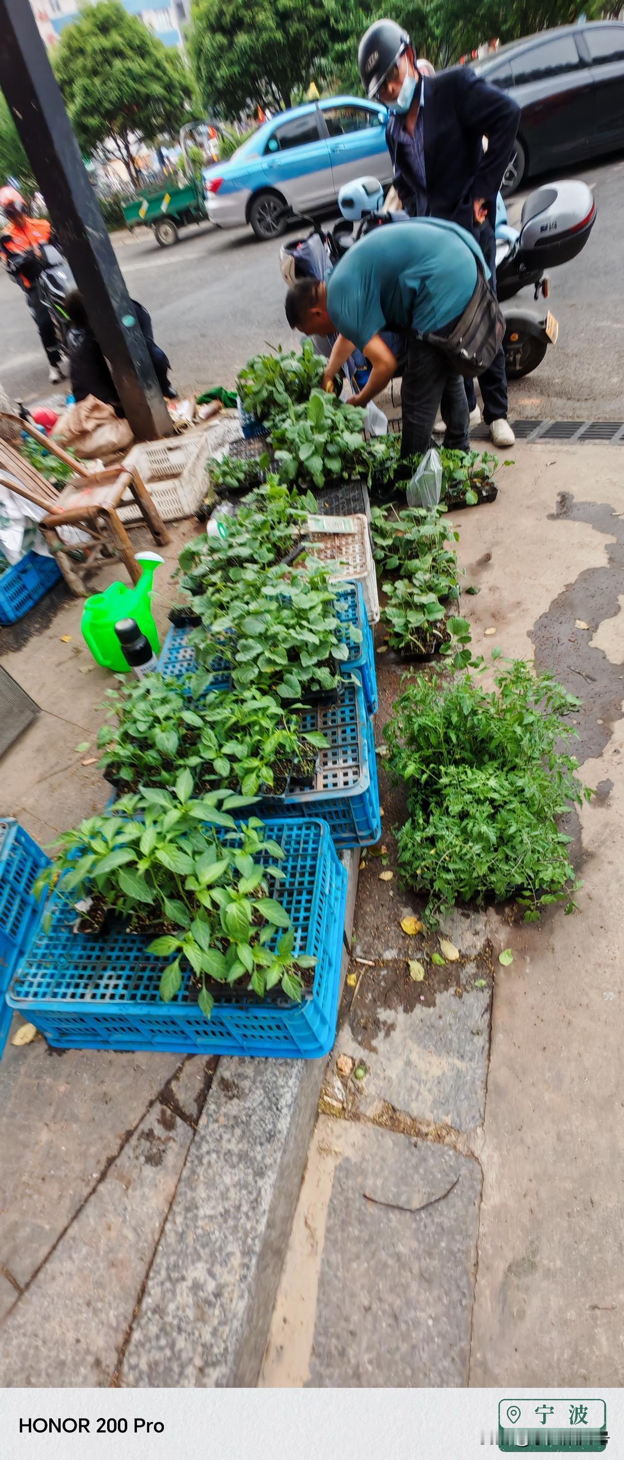 春种万棵苗，街头果蔬苗畅销了