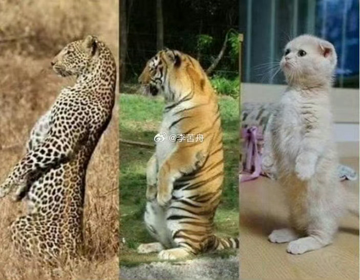 猫咪的站姿非常统一🤩​​​​