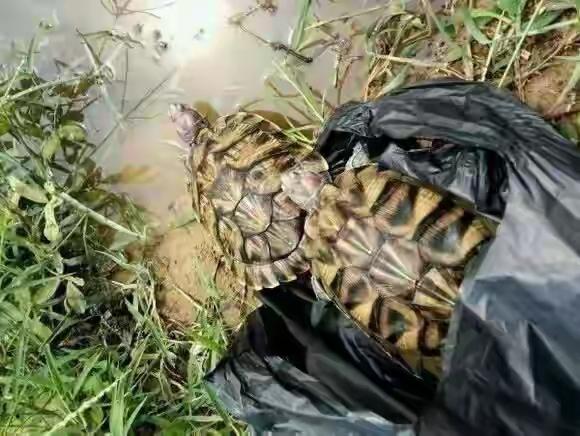 今年的五月有人在松花江放生上千只巴西龟这是外来的生态杀手，它会破坏水域、吃本