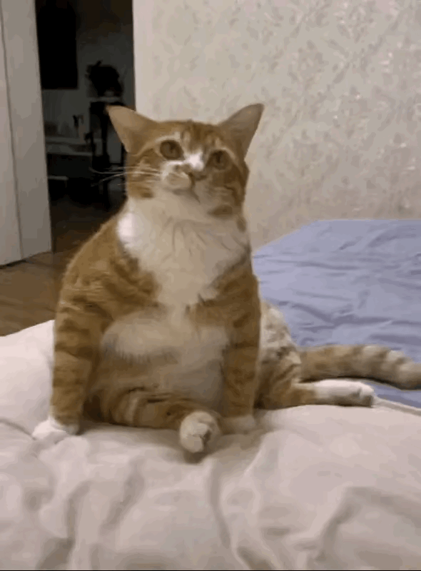 这猫，怎么感觉它一脸的不服？难道不服自己家主人吗？