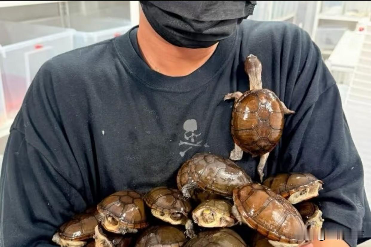 离谱到炸！盗贼冒充环保局偷乌龟，还敢二次作案？这事儿真比电影还逆天，看完我整