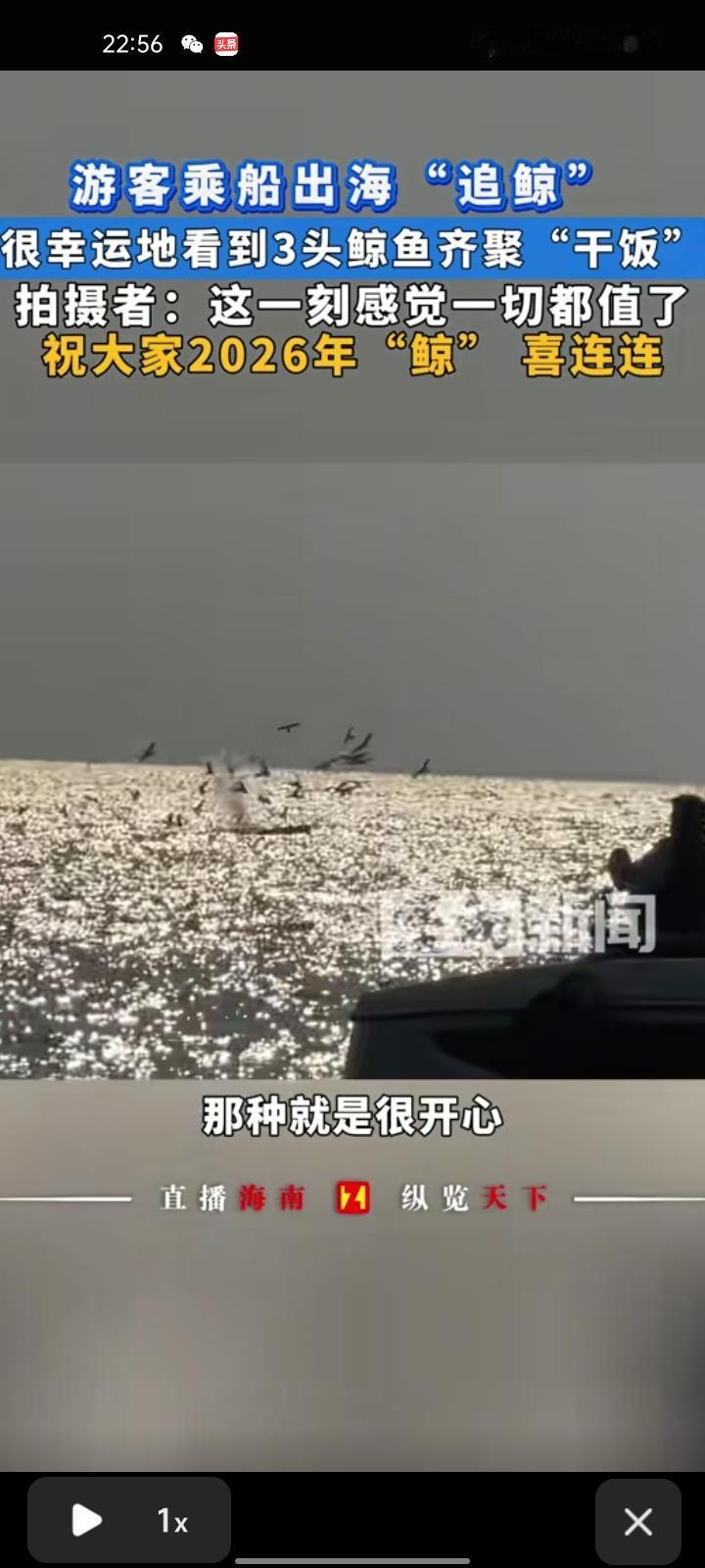 1月14日，广西北海。网友发视频称，在涠洲岛幸运看见三头鲸鱼齐聚“干饭”，海鸥多