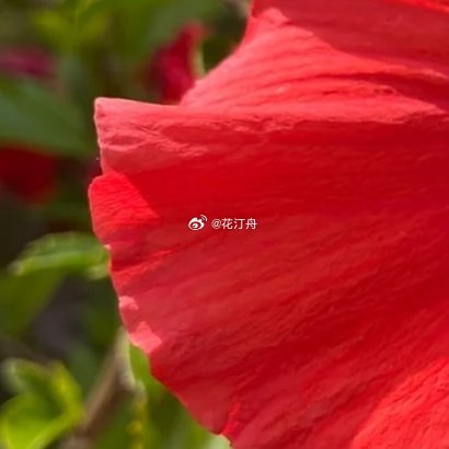 朱瑾（扶桑、大红花）喜温暖、强光、微酸疏松土壤，不耐寒，浙江地区盆栽为主，需春至