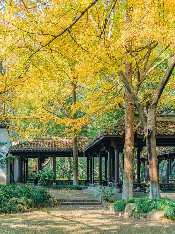 西湖的秋色有多绝🍁🍂🌾🌷🍃​​​