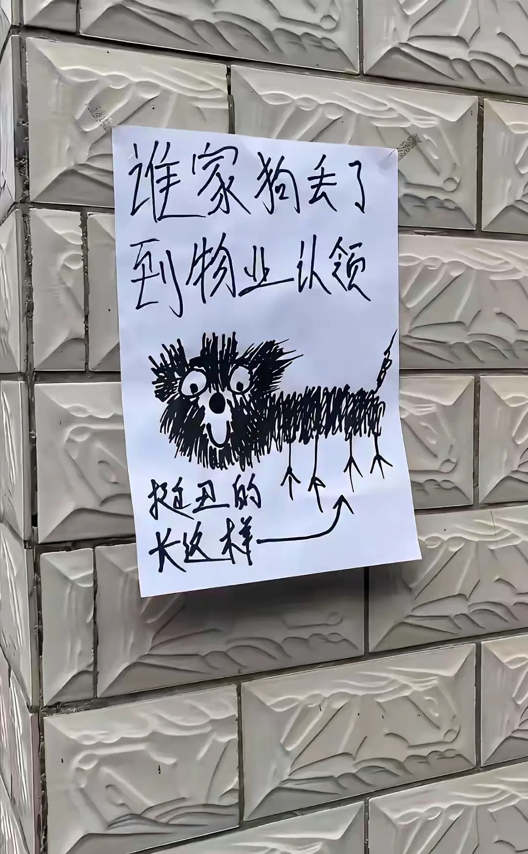 以为是抽象画，谁家狗那么丑？原来是写实
