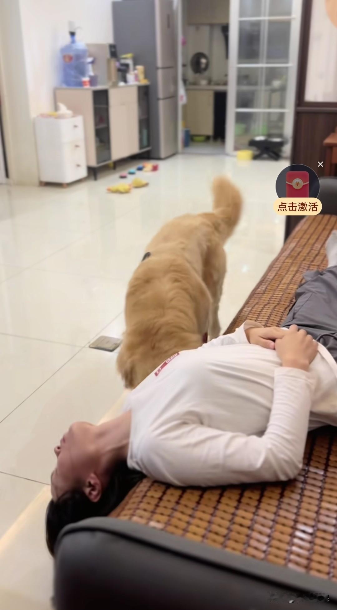主人想测试金毛的忠诚，便躺在沙发上睡觉，故意把头耷拉下来，一副快要掉下去的样子，