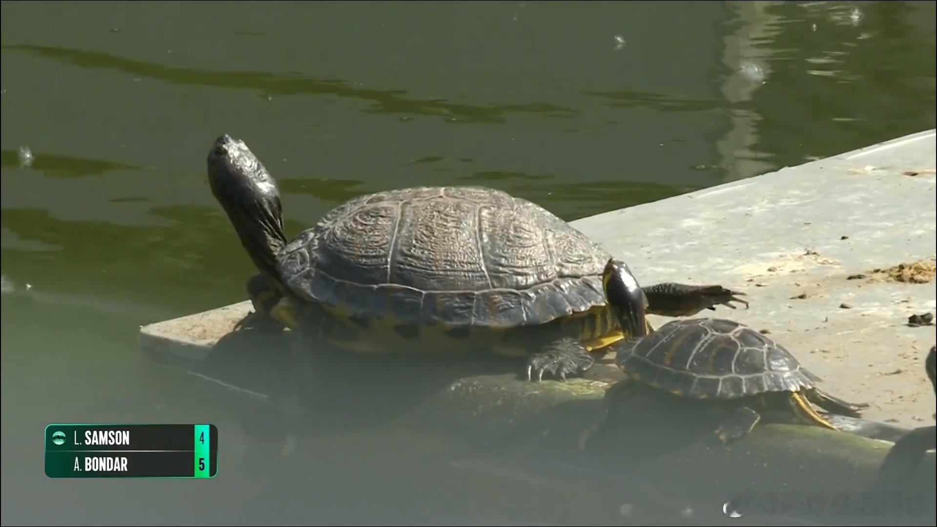 看网球比赛，不仅仅比赛好看，其他东西也能够吸引大家眼球，比如这张！wta红土撒野