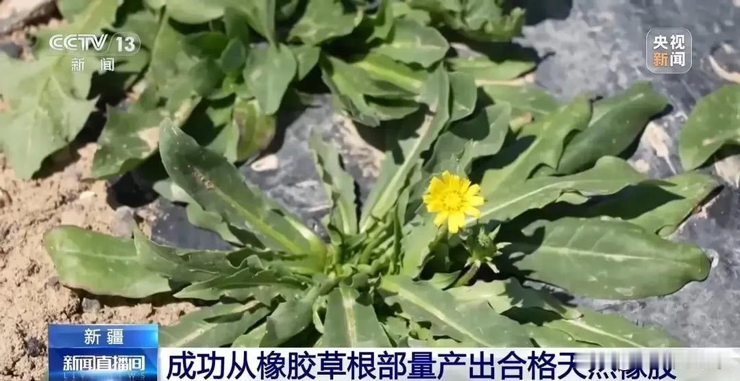 中国这是开挂了吗？简直太逆天了。空气里面能够合成出淀粉，现在居然还能够从草里面