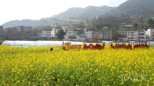 距成都2小时, 近五万亩油菜花, 开了!