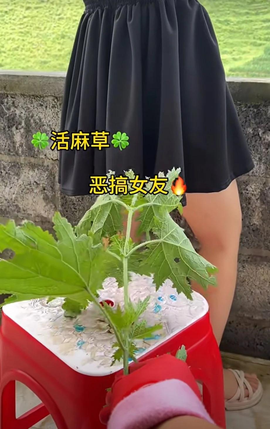兄弟太“舍得”，一个“行为”就把女朋友“拱手让人”了。刷到一个视频，一个男的恶搞