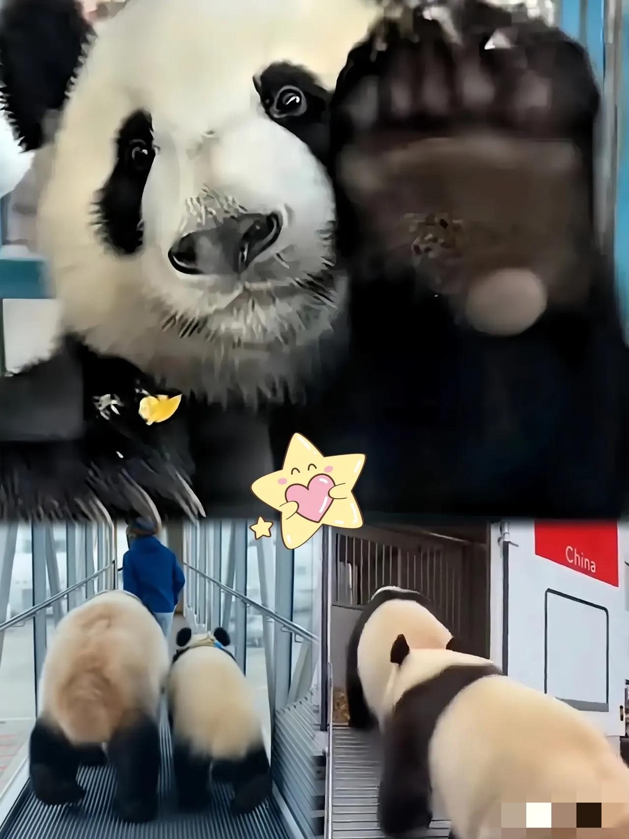 不愧是国宝，太有灵性了，好可爱！！​刚落地的大熊猫，小爪子死死扒着车窗往外瞅