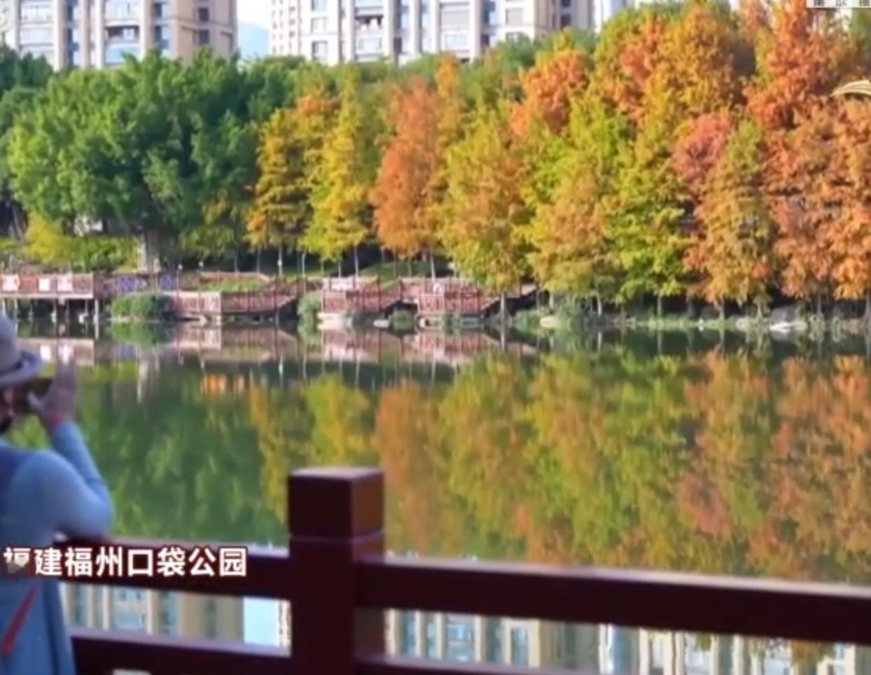 冬日里的城市生态美景各有韵味，福州口袋公园内落羽杉层林尽染，斑斓色彩倒映湖面，成