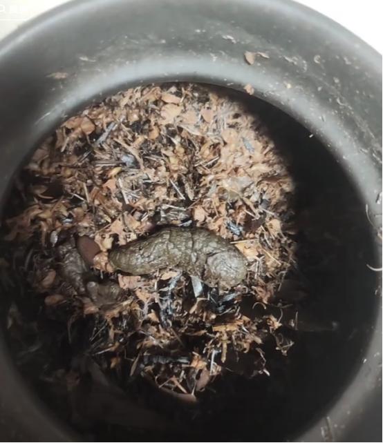 “最绝望的时刻！”一女子去看中医，开了几副中药回家自己熬，当喝完药汤倒掉残渣时，