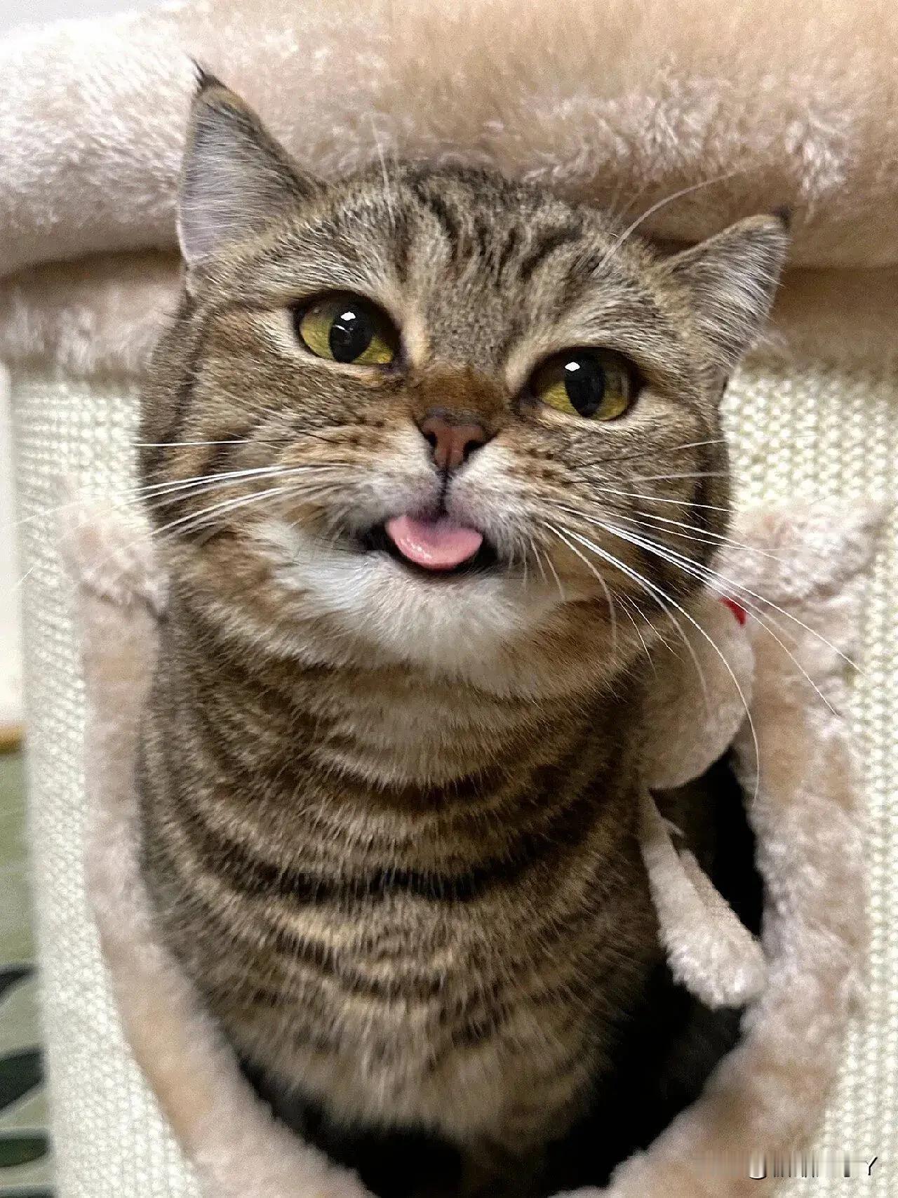 大家一定要警惕这种猫猫头！