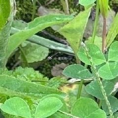 🍍🍍从“僵卧孤村不自哀，尚思为国戍轮台”“一寸丹心图报国，两行清泪为思亲”，