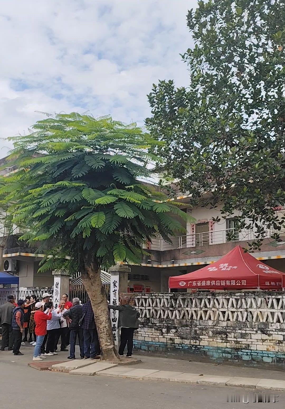 王者归来！！！那些曾不看好婵宝的人打脸了！！今天一大早湛江迈合村鞭炮齐鸣！！