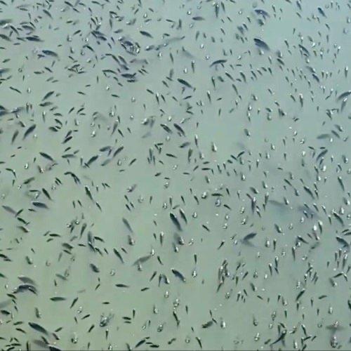 最近浙江温州有段视频火了，画面里一条小区附近的河面上，密密麻麻全是罗非鱼，黑压压