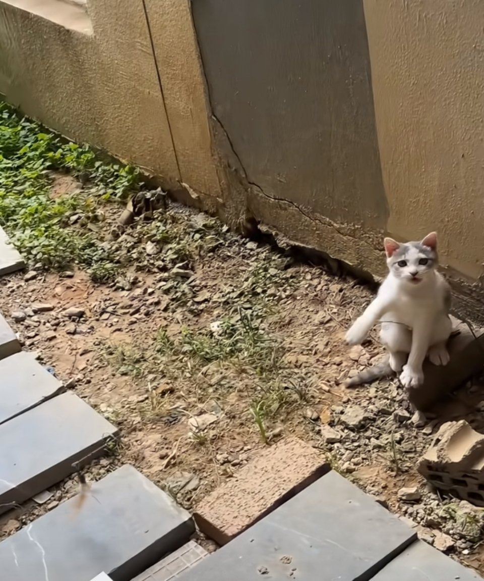 猫猫：人，陪我玩这个？不玩。那玩这个？​​​