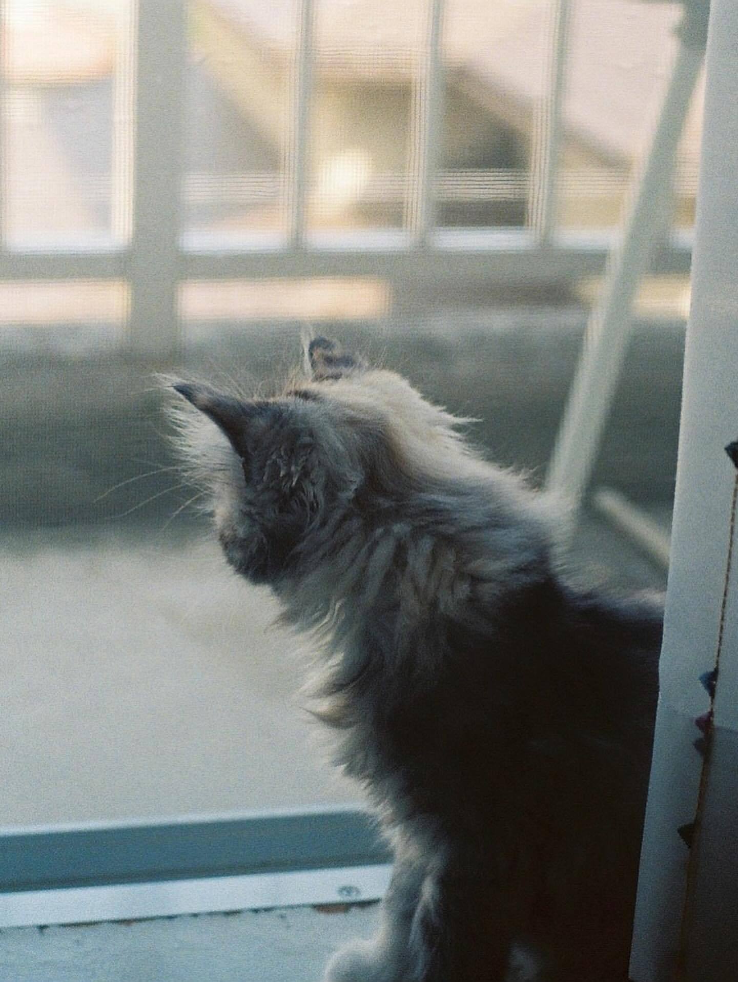 小山モモ🐈🥐摄影/ame_ameiro 