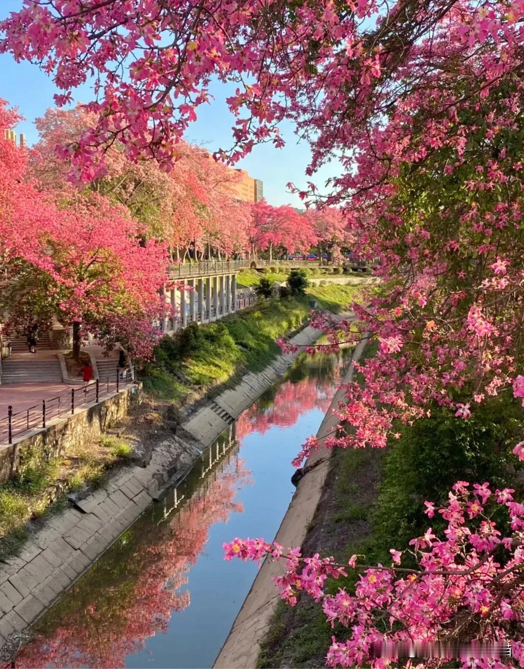 12月份去广州，才算真正见识到花城的魅力。海珠湖公园绝对是打卡首选，沿湖的落羽杉