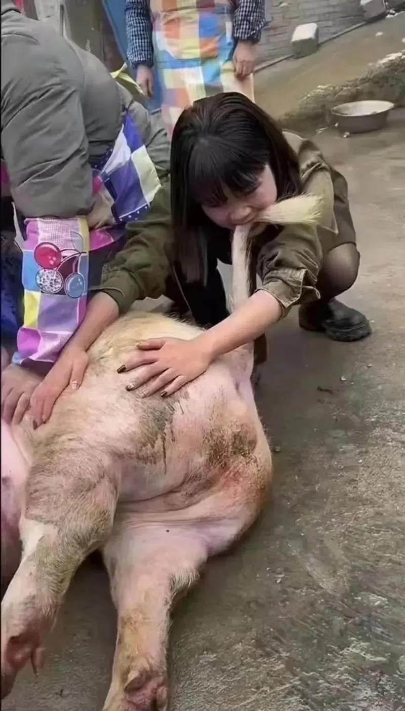 合川“按年猪”爆火：一碗刨猪汤煮出的乡愁与智慧重庆合川姑娘“呆呆”一条求助