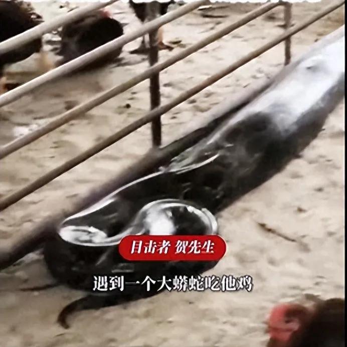 最近广东揭阳发生了一件事，一个养殖场里钻进一条3米长的大蟒蛇。这条蟒蛇吃了十
