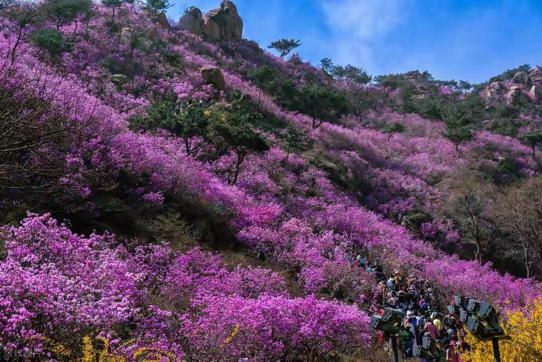 青岛旅游大地震！胶南凭啥把栈桥八大关挤下神坛？西海岸独家省钱避坑全攻略，看完立马
