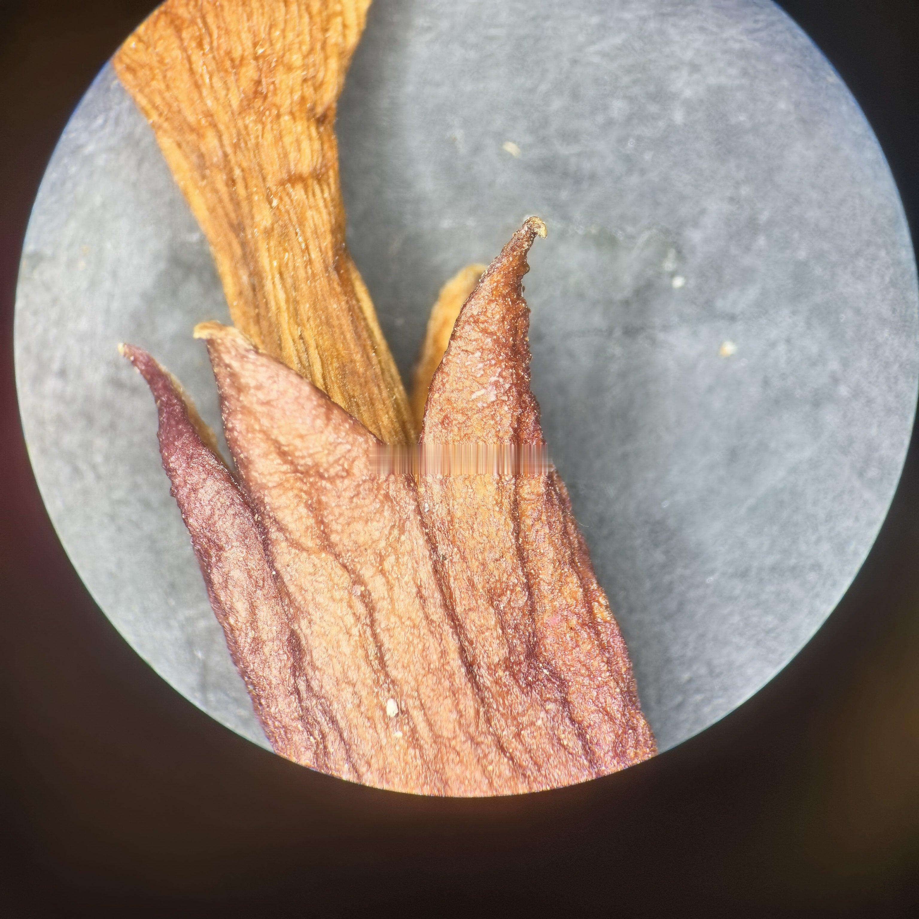 凌霄花（美洲凌霄）验收质量疑问及剖析图一是凌霄花（植物名美洲凌霄，也叫厚萼凌霄，