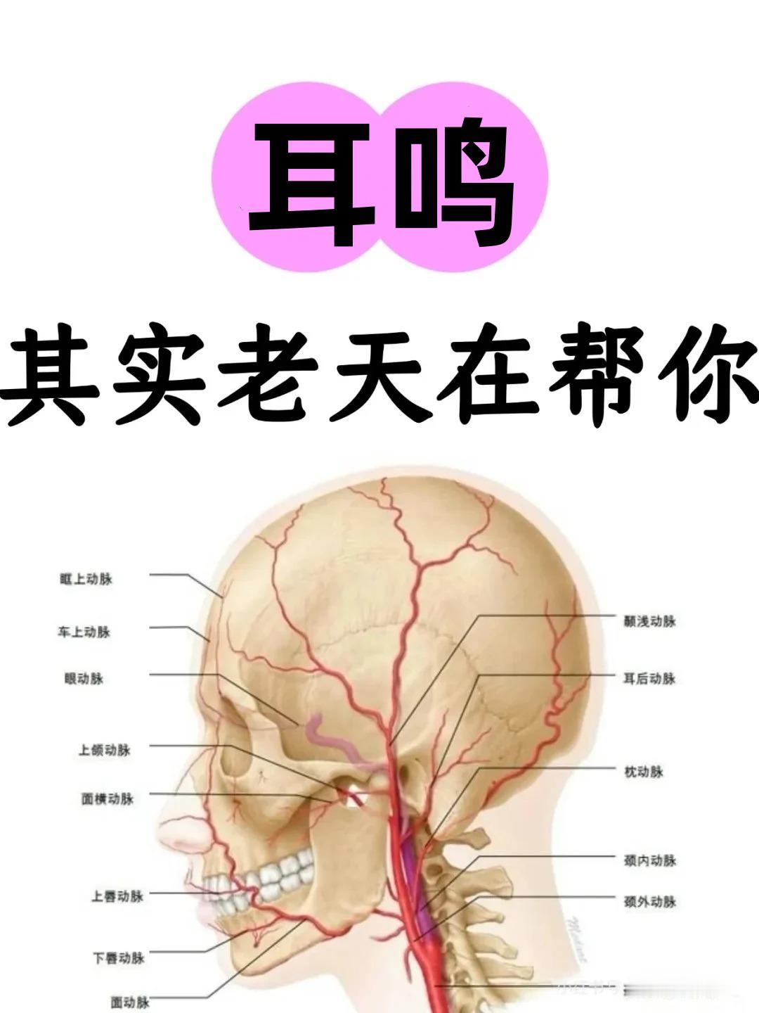 耳鸣耳聋，其实老天在帮你！两味药，不仅补足肾气，还能通窍止鸣，赶走耳中“蝉鸣