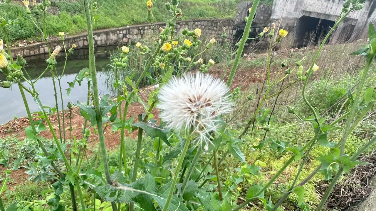 这朵花，浪漫的人非常喜欢，但农民却异常讨厌，因为风一吹，种子就会四处飞洒，田里地