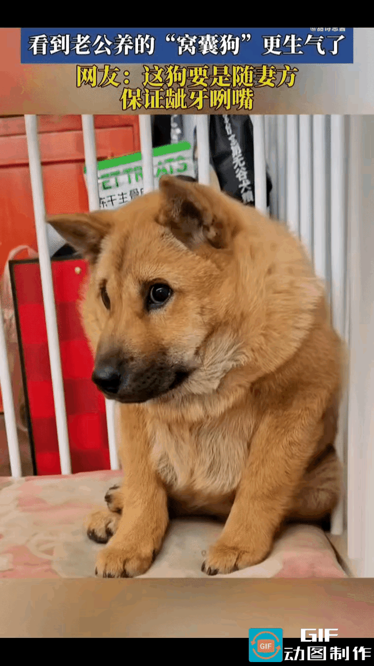 谁懂啊！夫妻吵架，殃及池鱼，但这只狗的演技，直接封神！女主怒火攻心，指着老公的