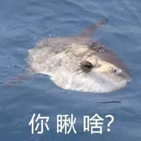 每天一条冷知识翻车鱼经常在水面上翻转侧躺，这不是因为它们懒。翻车鱼身上总是寄生