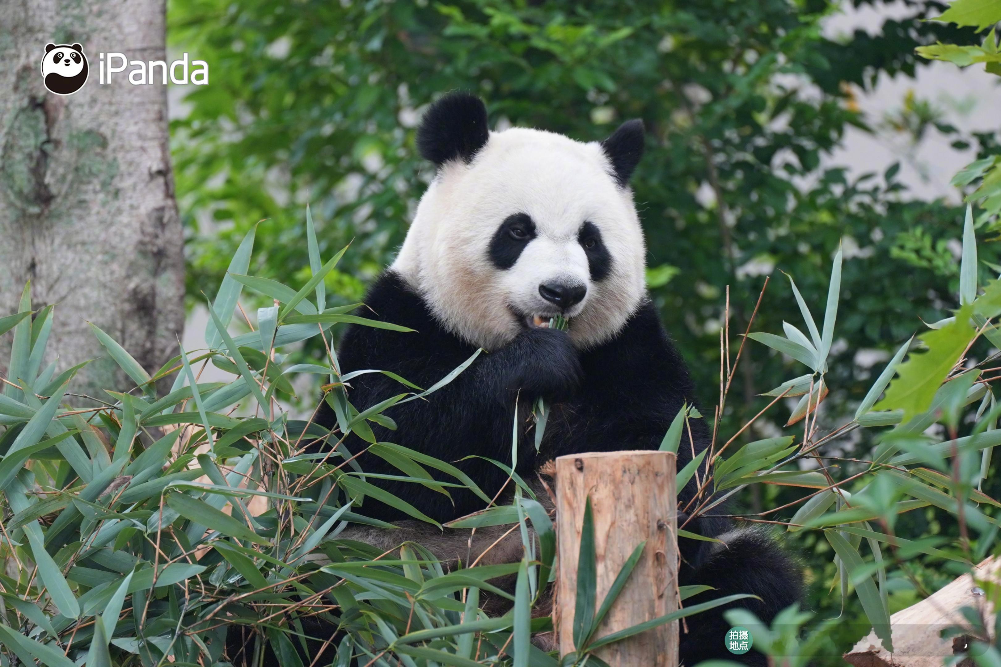 【大熊猫吃剩的竹子开启二次生命｜“竹”够环保】你知道吗？大熊猫吃剩的废竹也能开