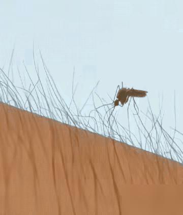 有的女孩子为了所谓得美观，把腿和胳膊上的体毛清理的干干净净。其实最近有个挺硬