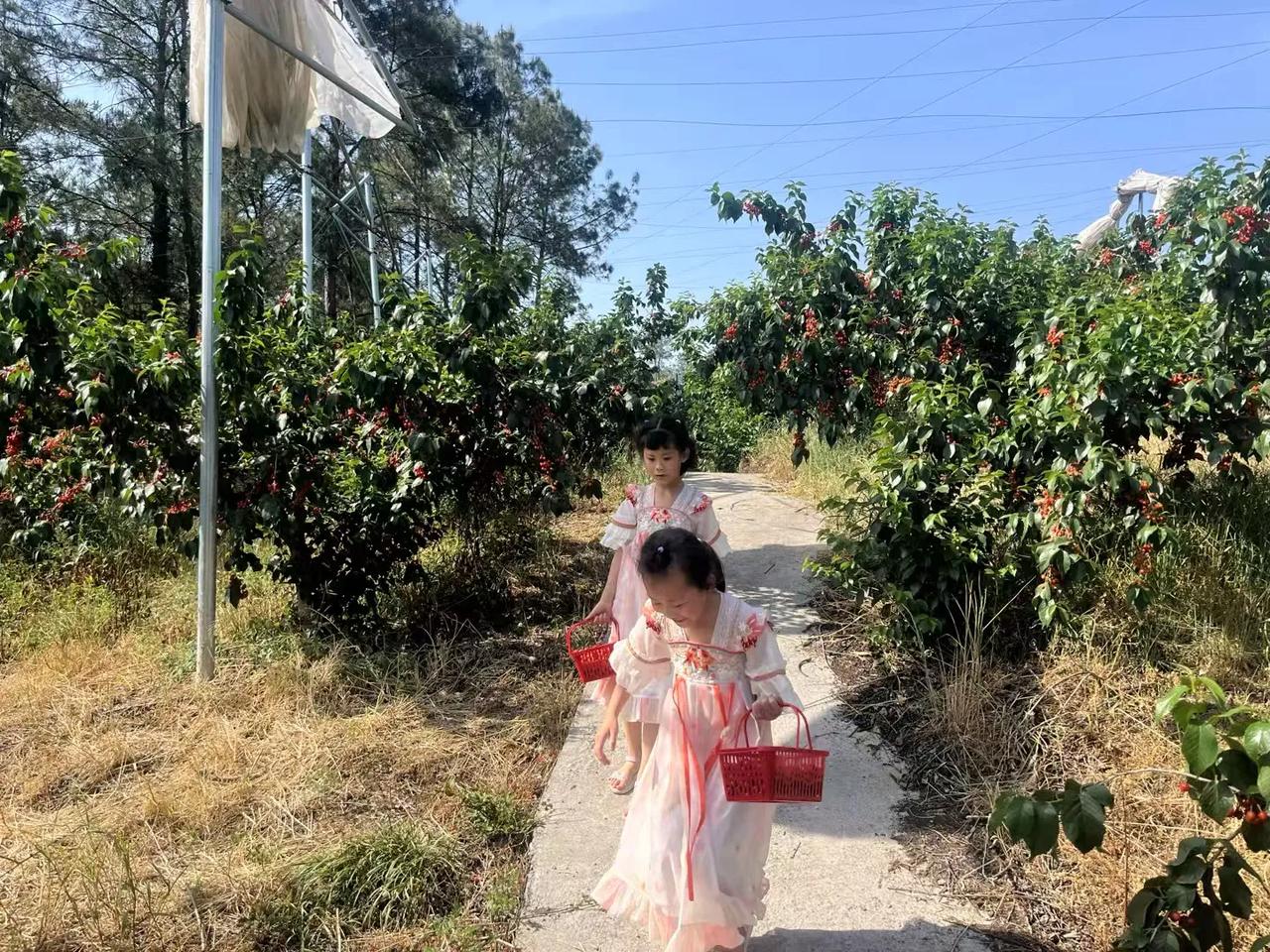 春日生活打卡季五一假期，记录孩童采摘之旅