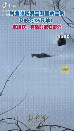 新疆那只伤人的雪豹又出来闯祸了！这次咬伤的不是游客，而是跑到农民的羊圈里！咬