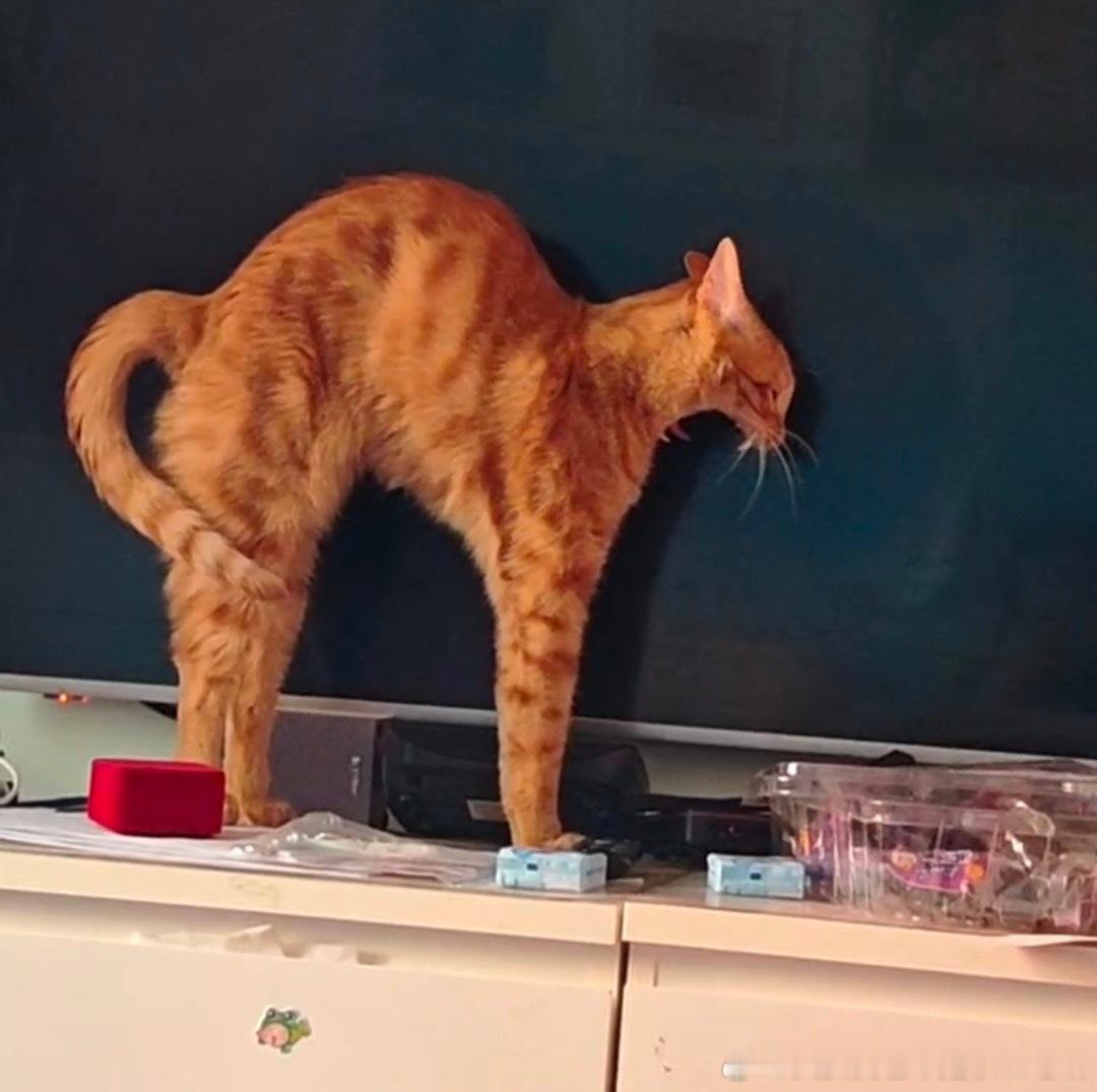 50596【丑猫】这是何物。。